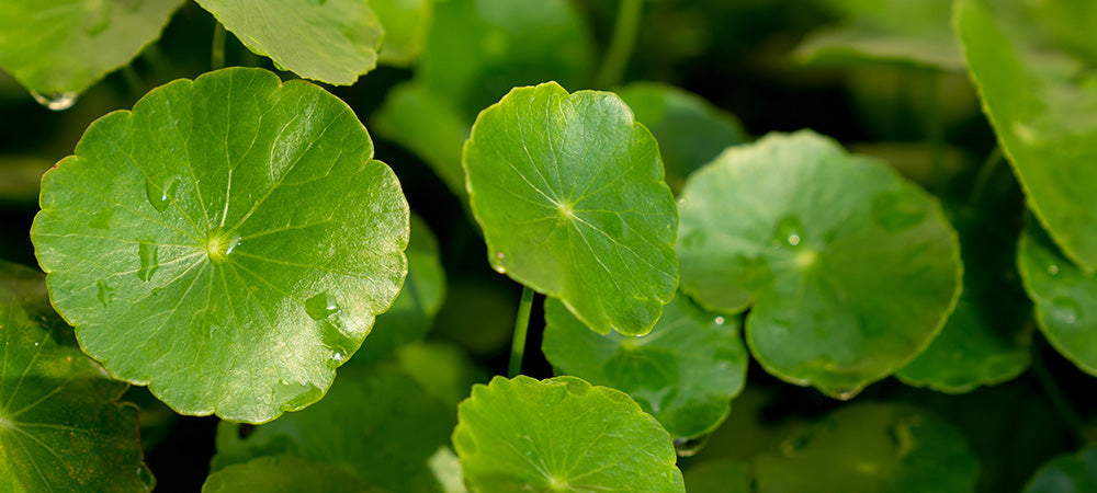 Centella Asiatica Extract