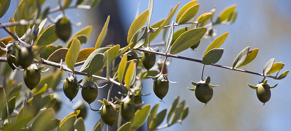 Jojoba Seed Oil