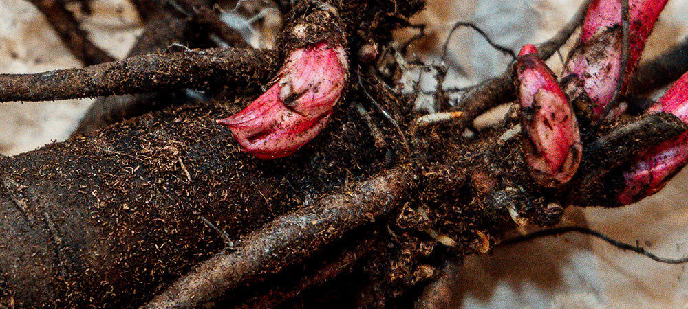 Peony Root Extract