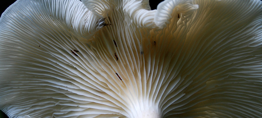 Pleurotus Cystidiosus Ferment Filtrate