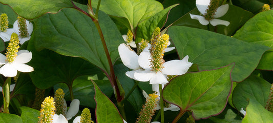 Houttuynia Cordata Extract