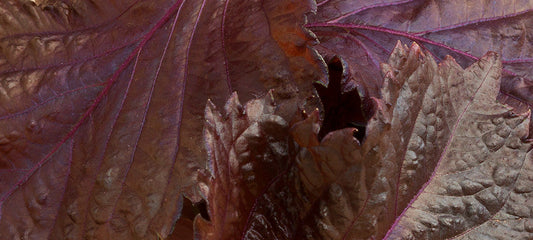 Perilla Leaf Extract