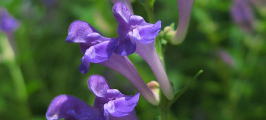 Scutellaria Baicalensis Root Extract